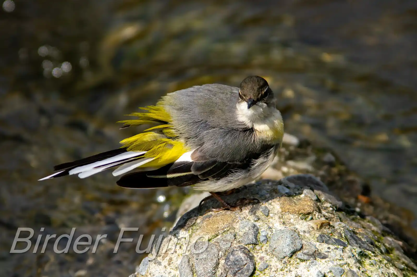 野鳥・高解像キセキレイの写真画像