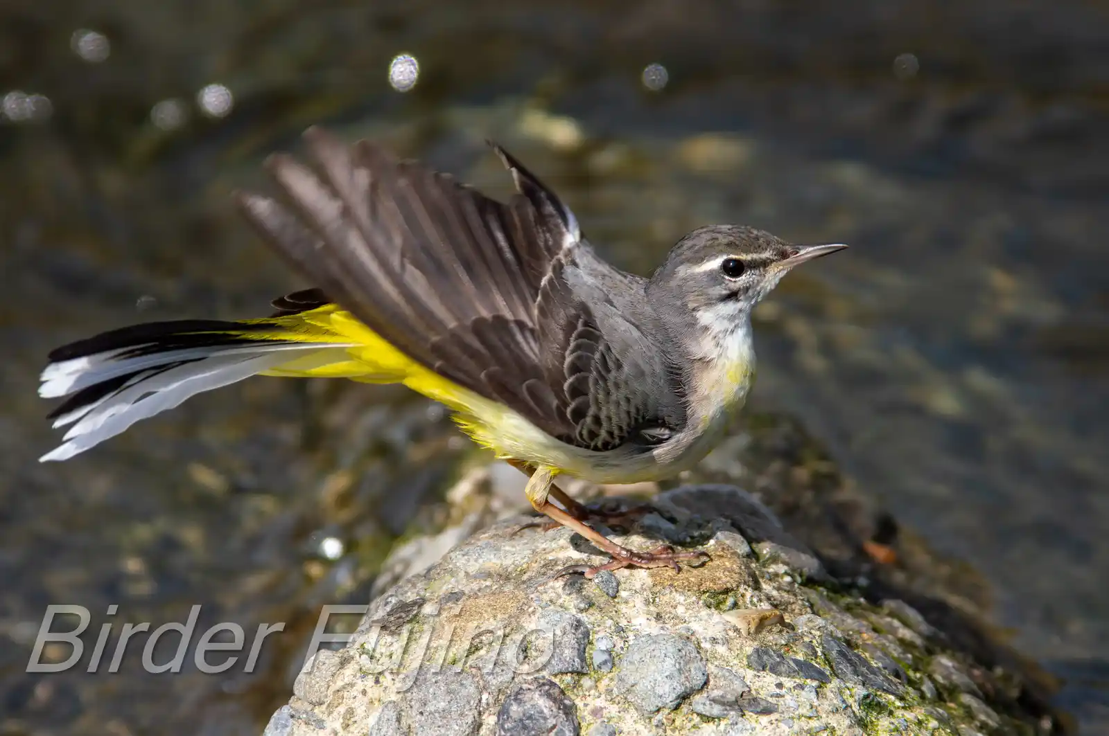 野鳥・高解像キセキレイの写真画像