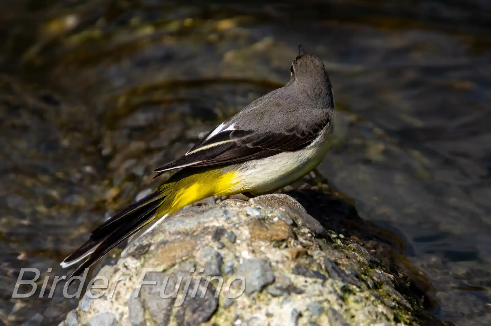 野鳥・高解像キセキレイの写真画像