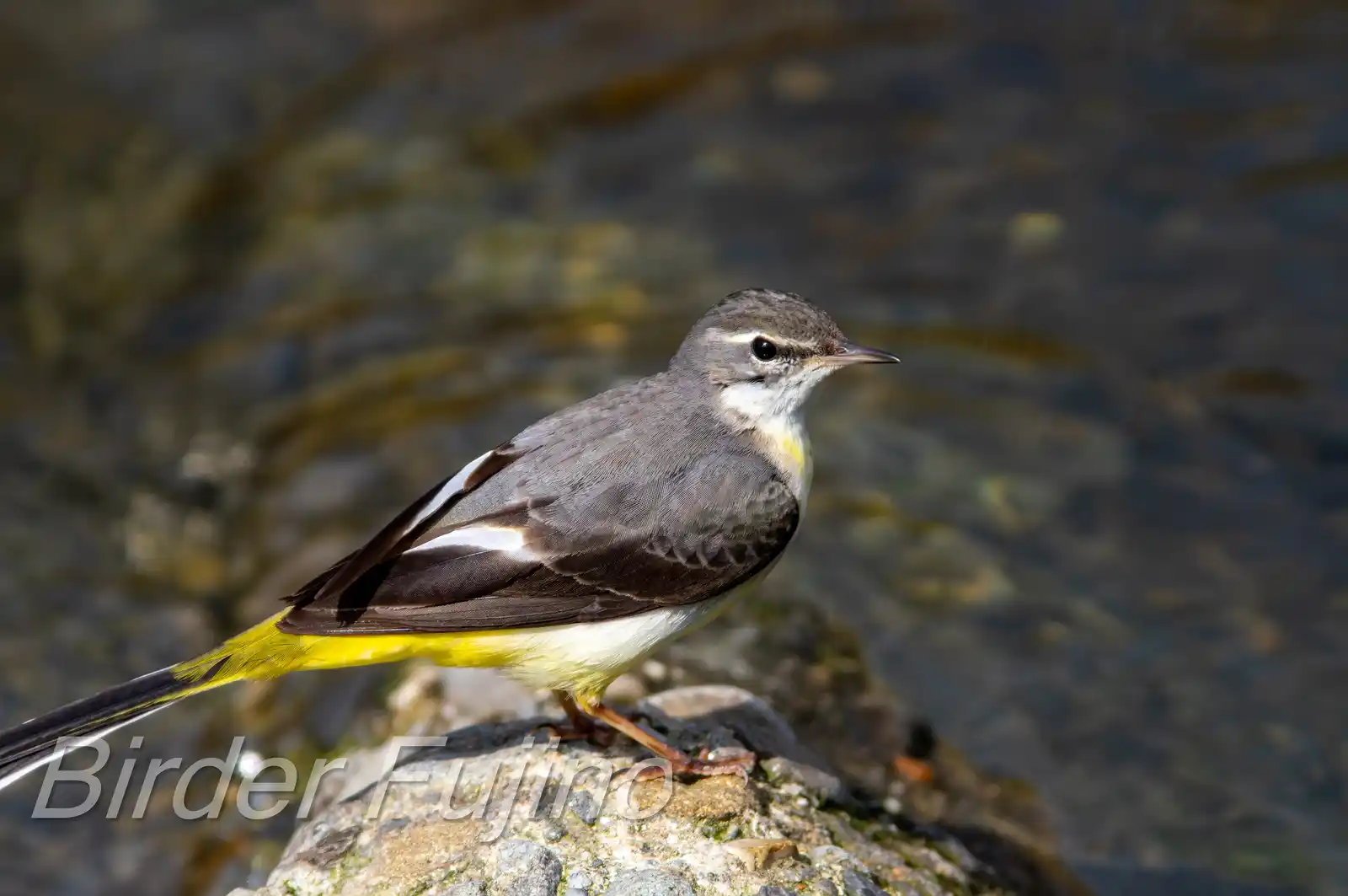 野鳥・高解像キセキレイの写真画像