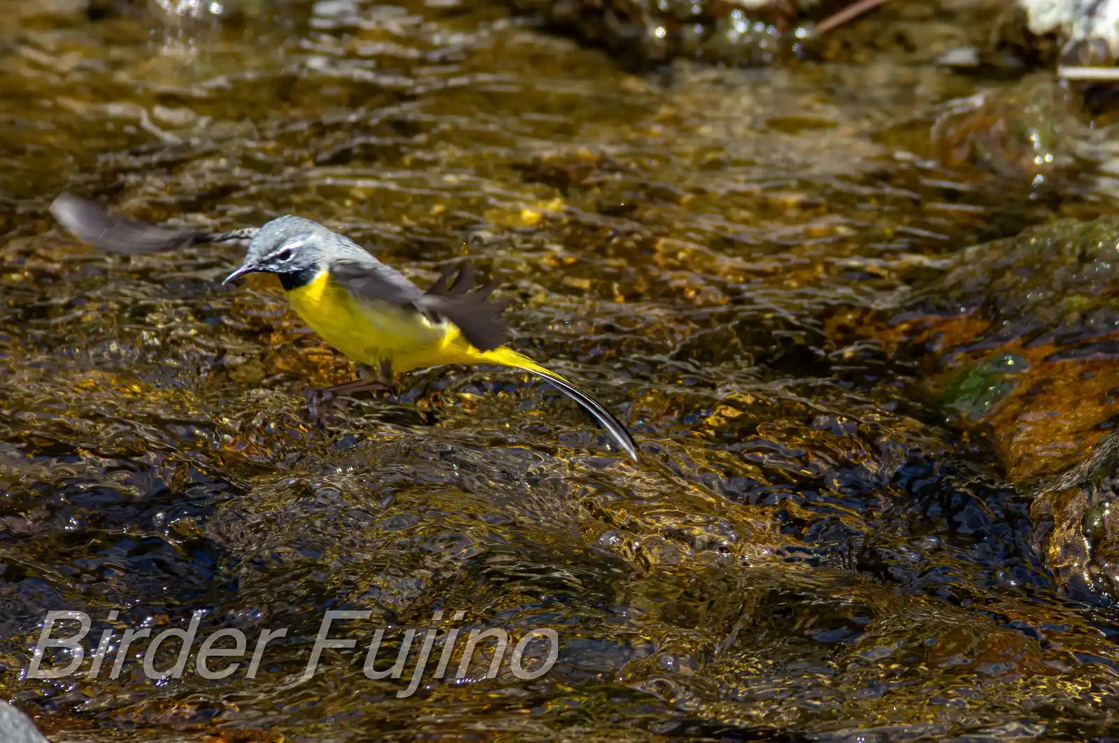 野鳥・キセキレイの飛翔写真画像