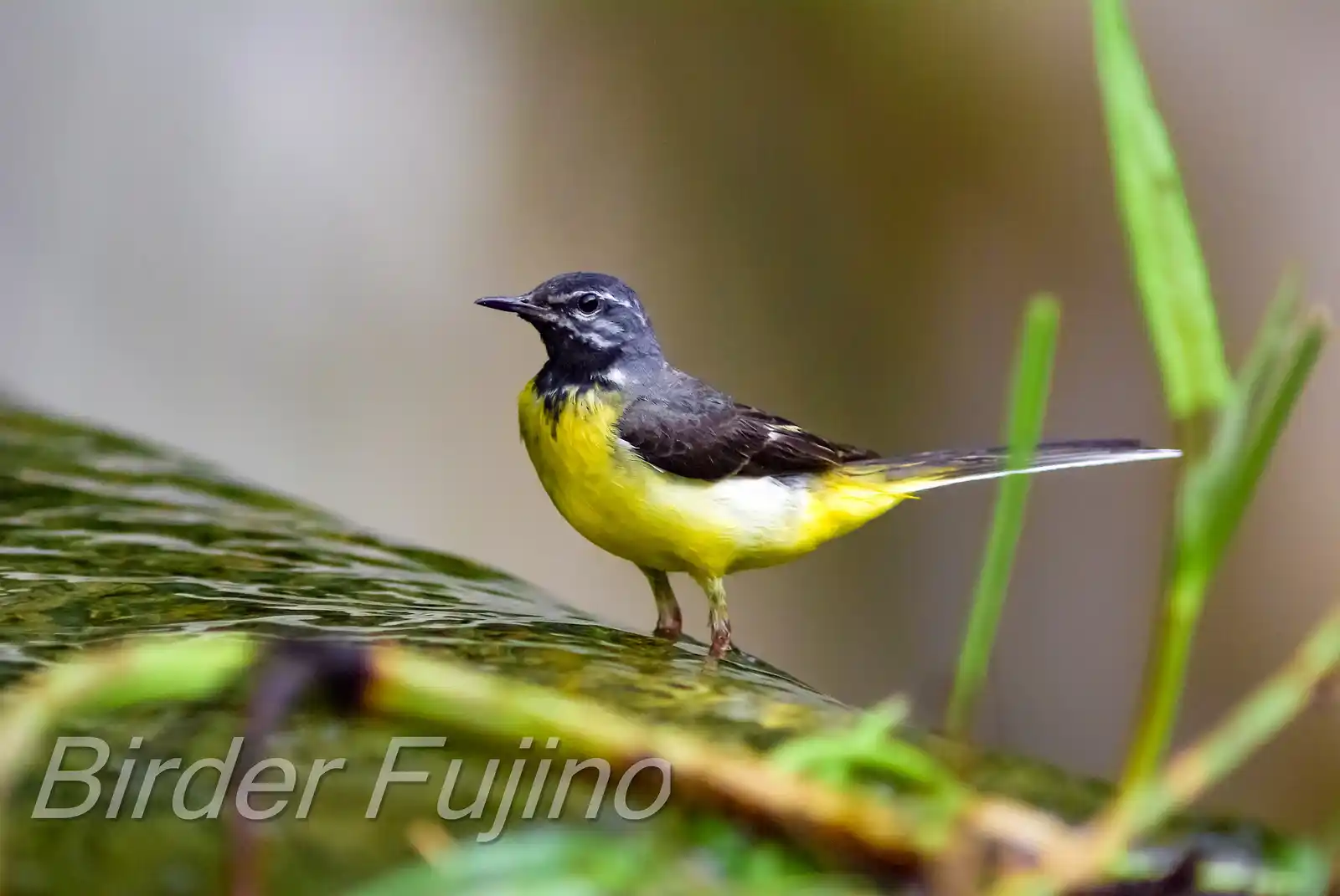 野鳥・キセキレイの飛翔写真画像