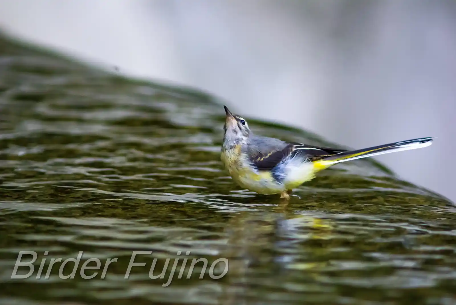 野鳥・キセキレイの飛翔写真画像