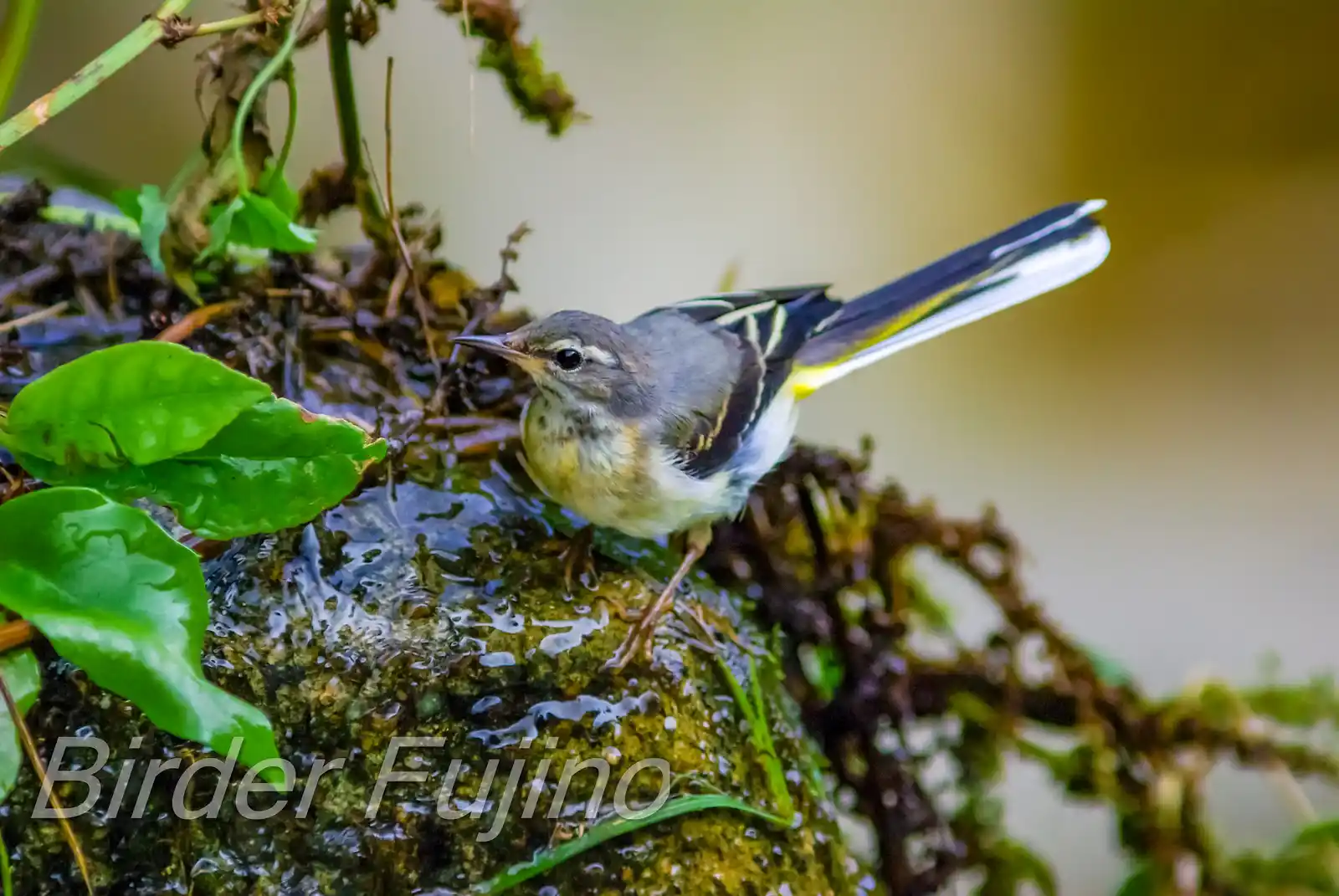 野鳥・キセキレイの飛翔写真画像