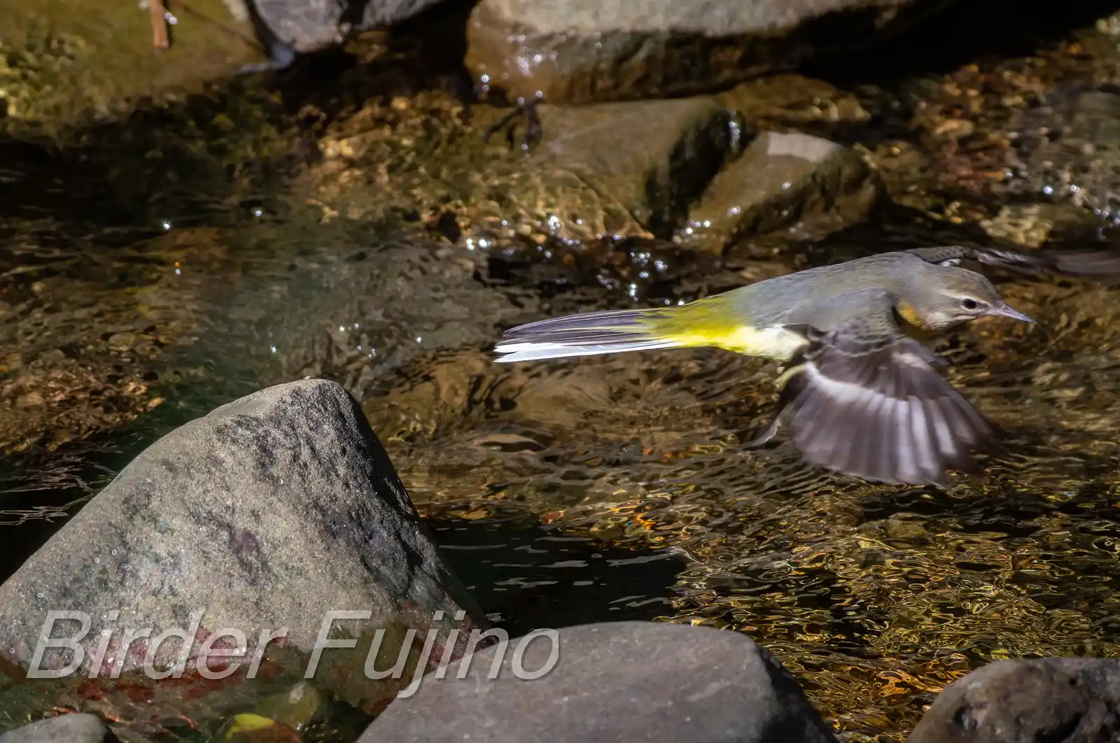 野鳥・キセキレイの飛翔写真画像