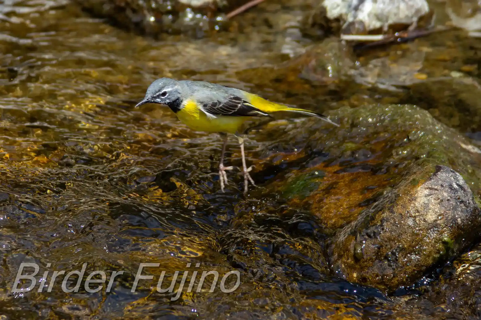 野鳥・キセキレイの飛翔写真画像