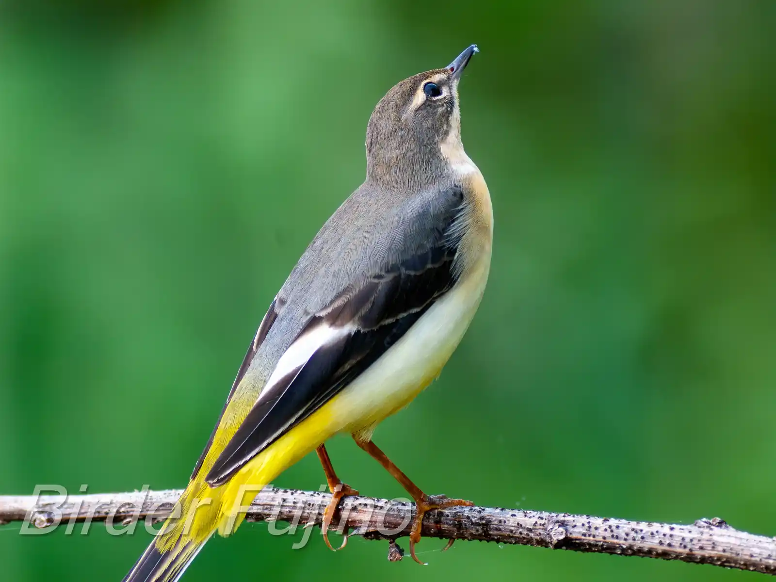 野鳥・キセキレイの高解像ドアップ写真画像