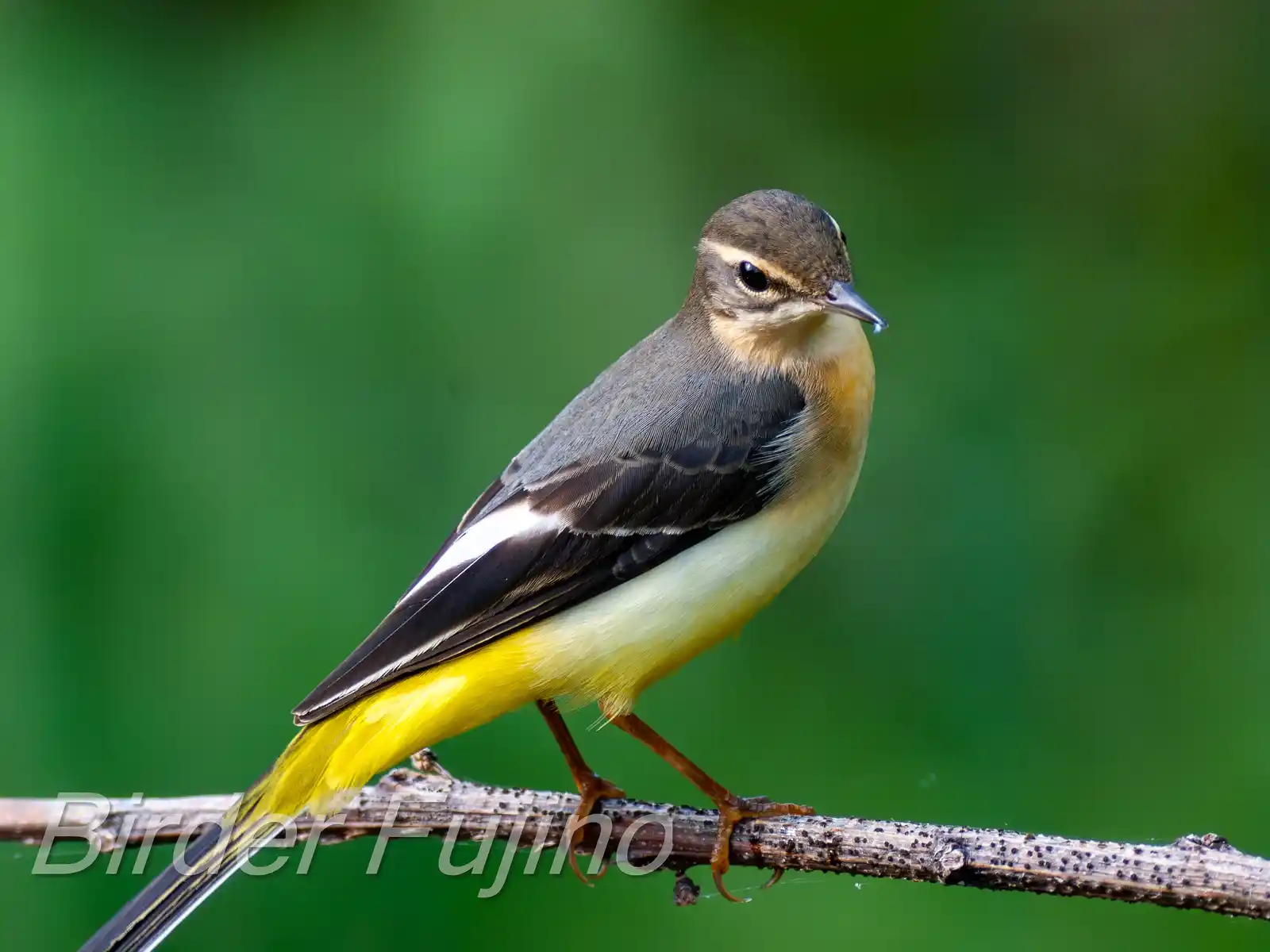 野鳥・キセキレイの高解像ドアップ写真画像