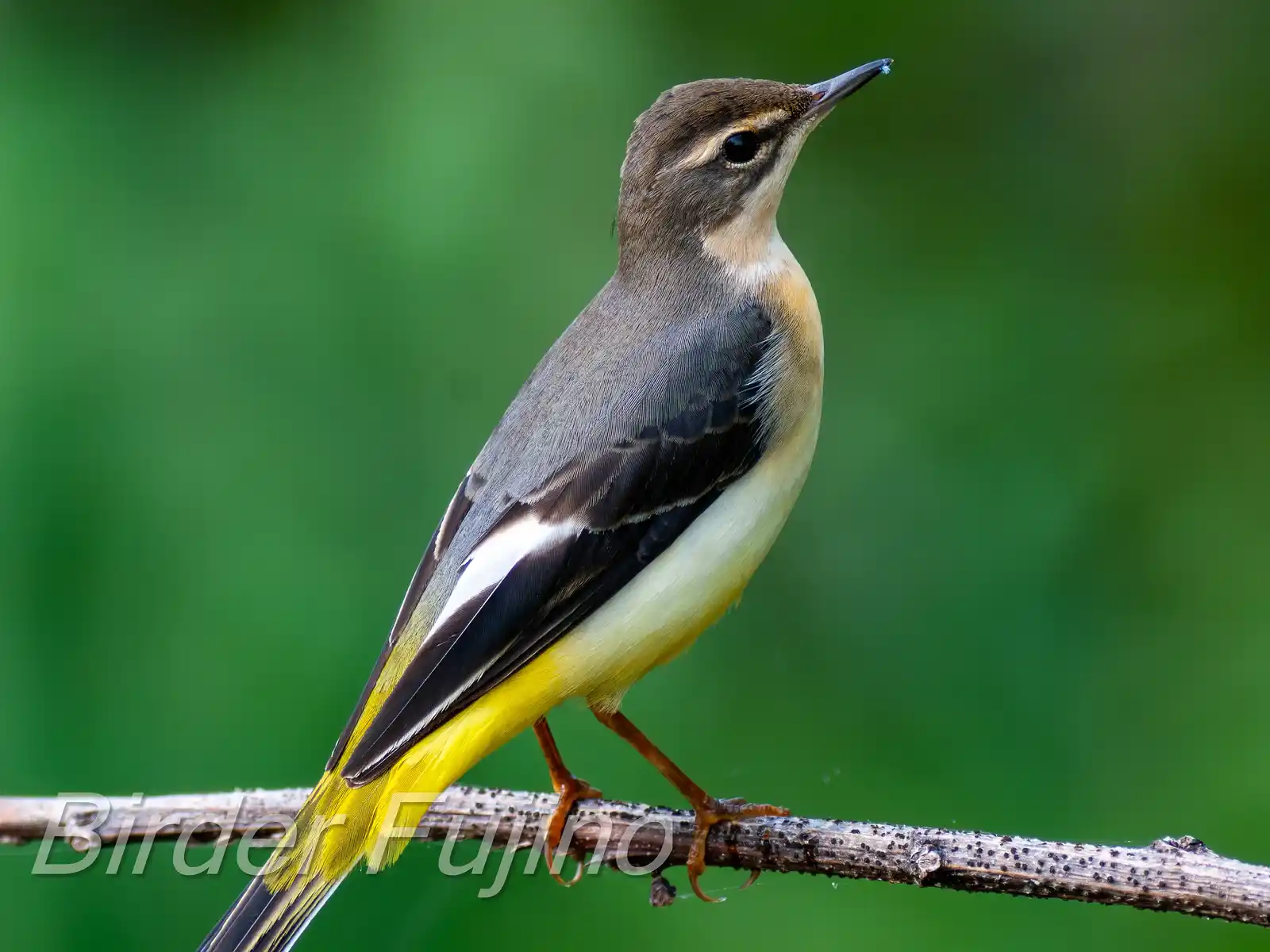 野鳥・キセキレイの高解像ドアップ写真画像
