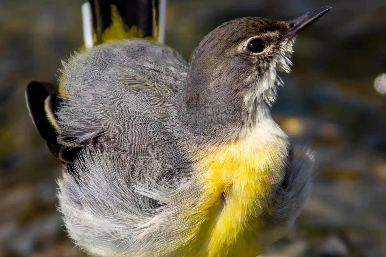 野鳥・高解像キセキレイの写真画像