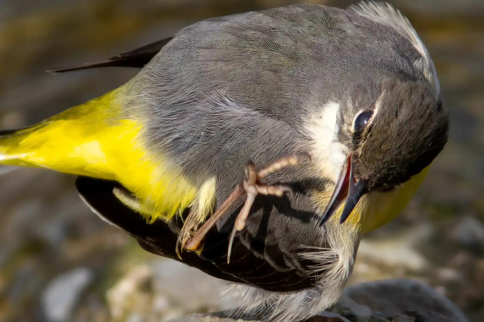 野鳥・高解像キセキレイの写真画像