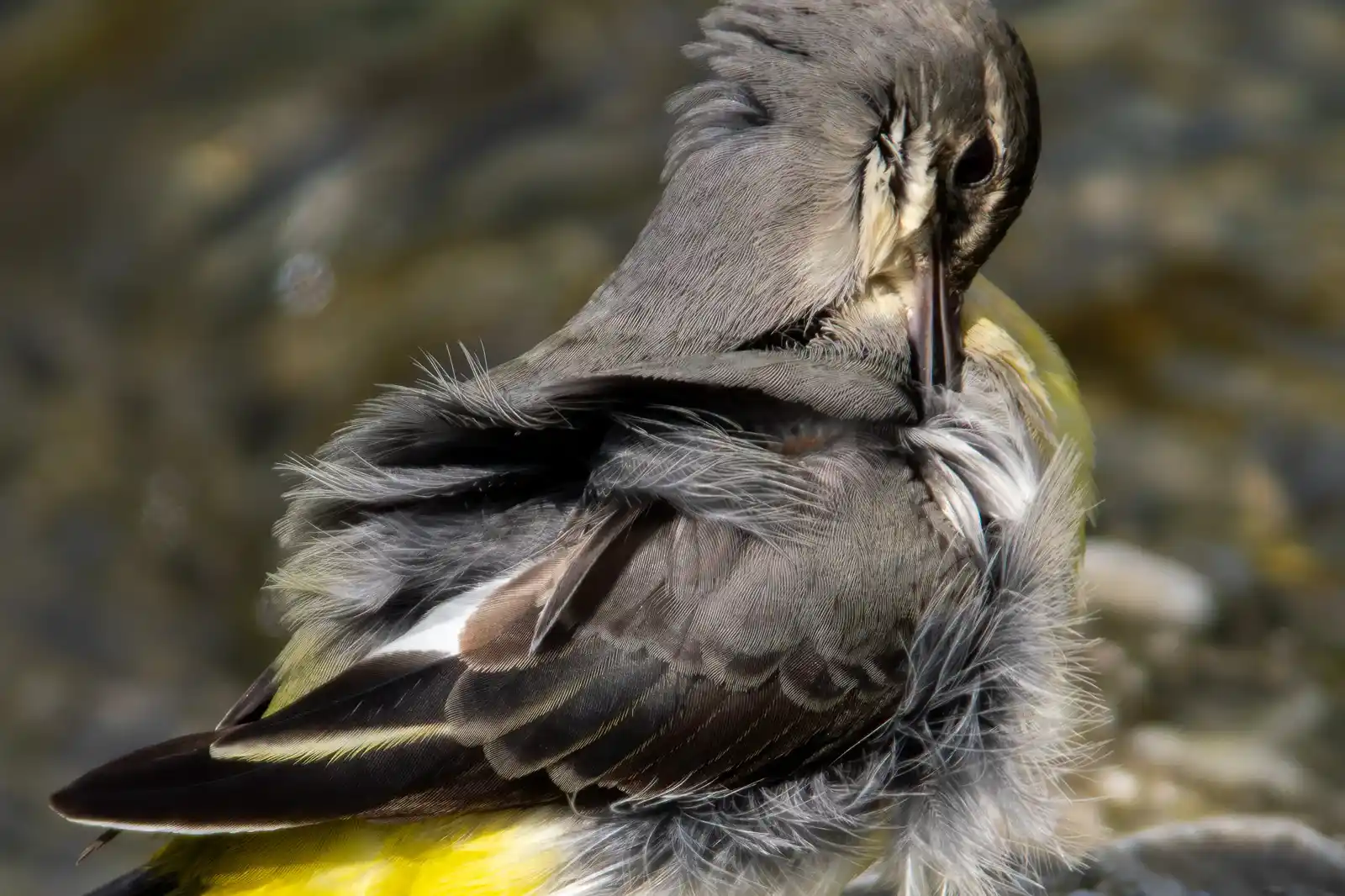 野鳥・高解像キセキレイの写真画像