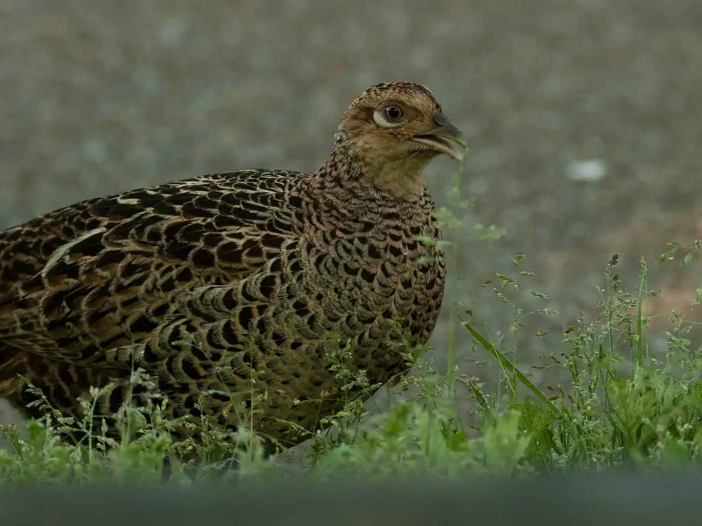 野鳥写真・キジの写真