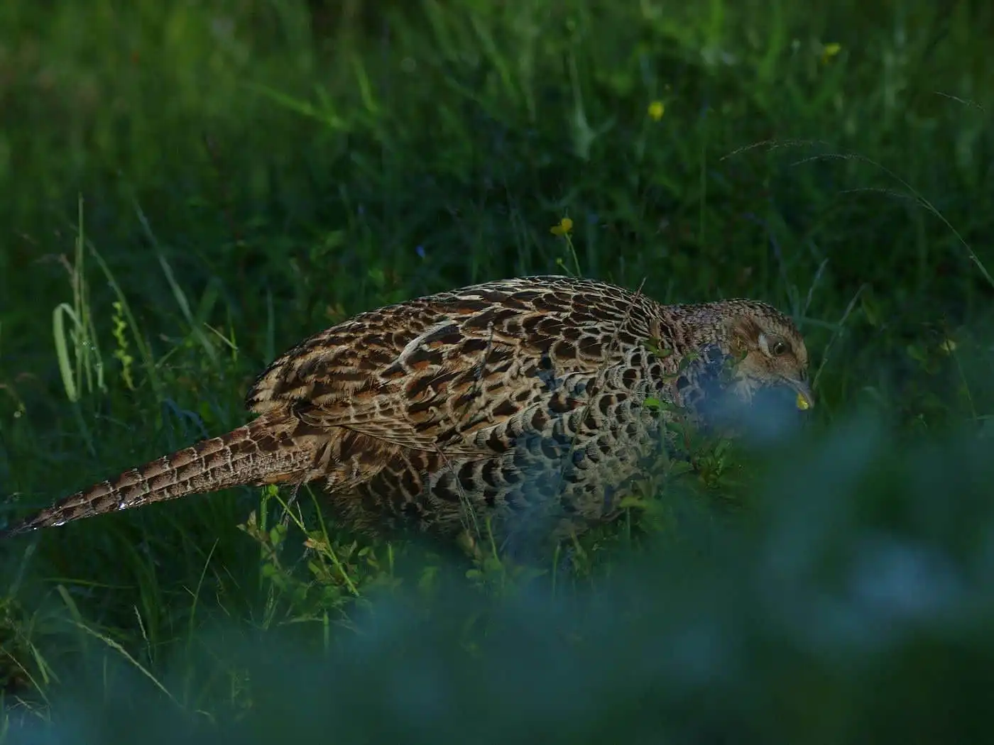 野鳥写真・キジの写真