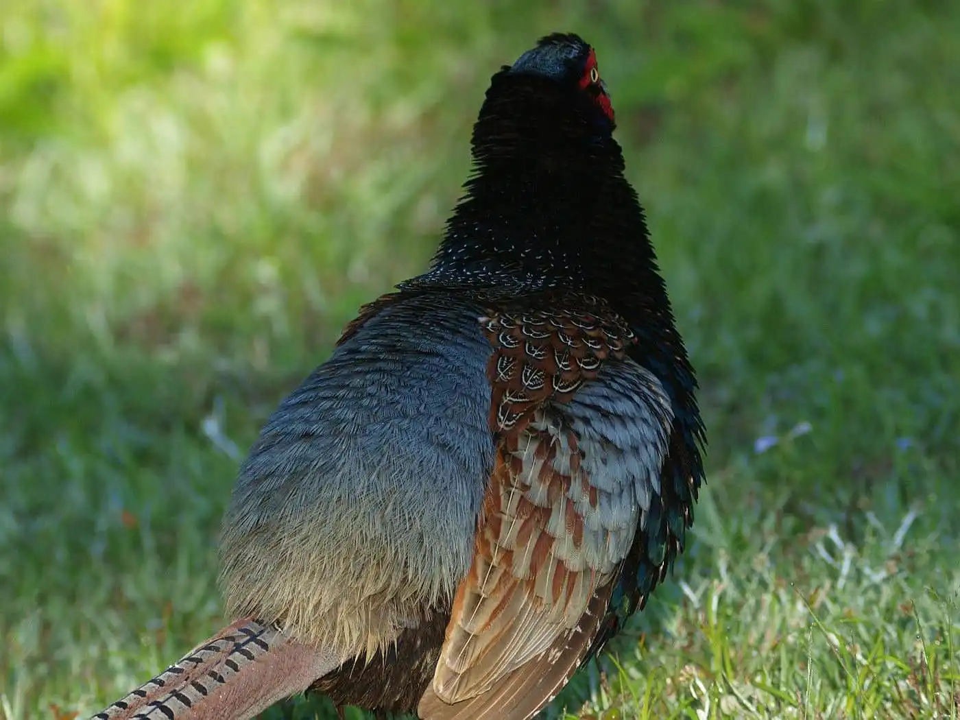 野鳥写真・キジの写真