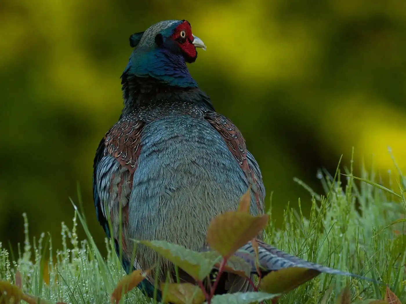野鳥写真・キジの写真