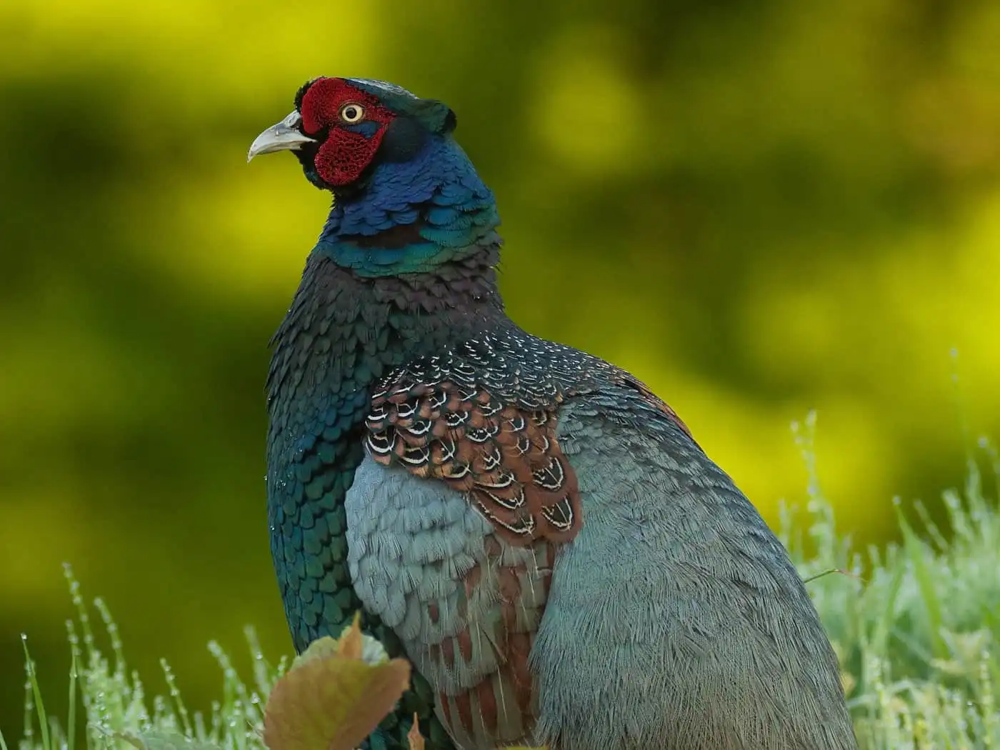 野鳥写真・キジの写真