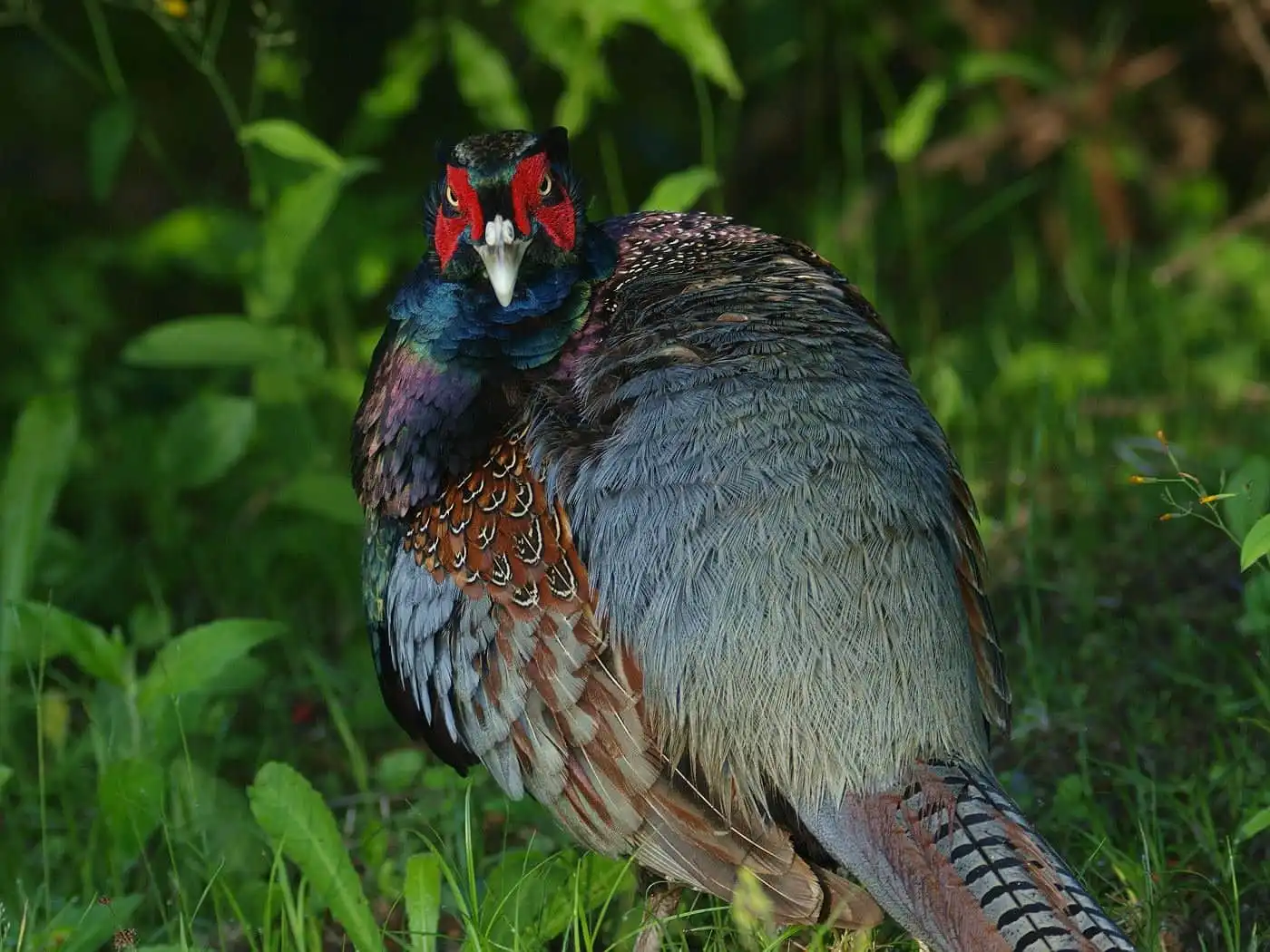 野鳥写真・キジの写真