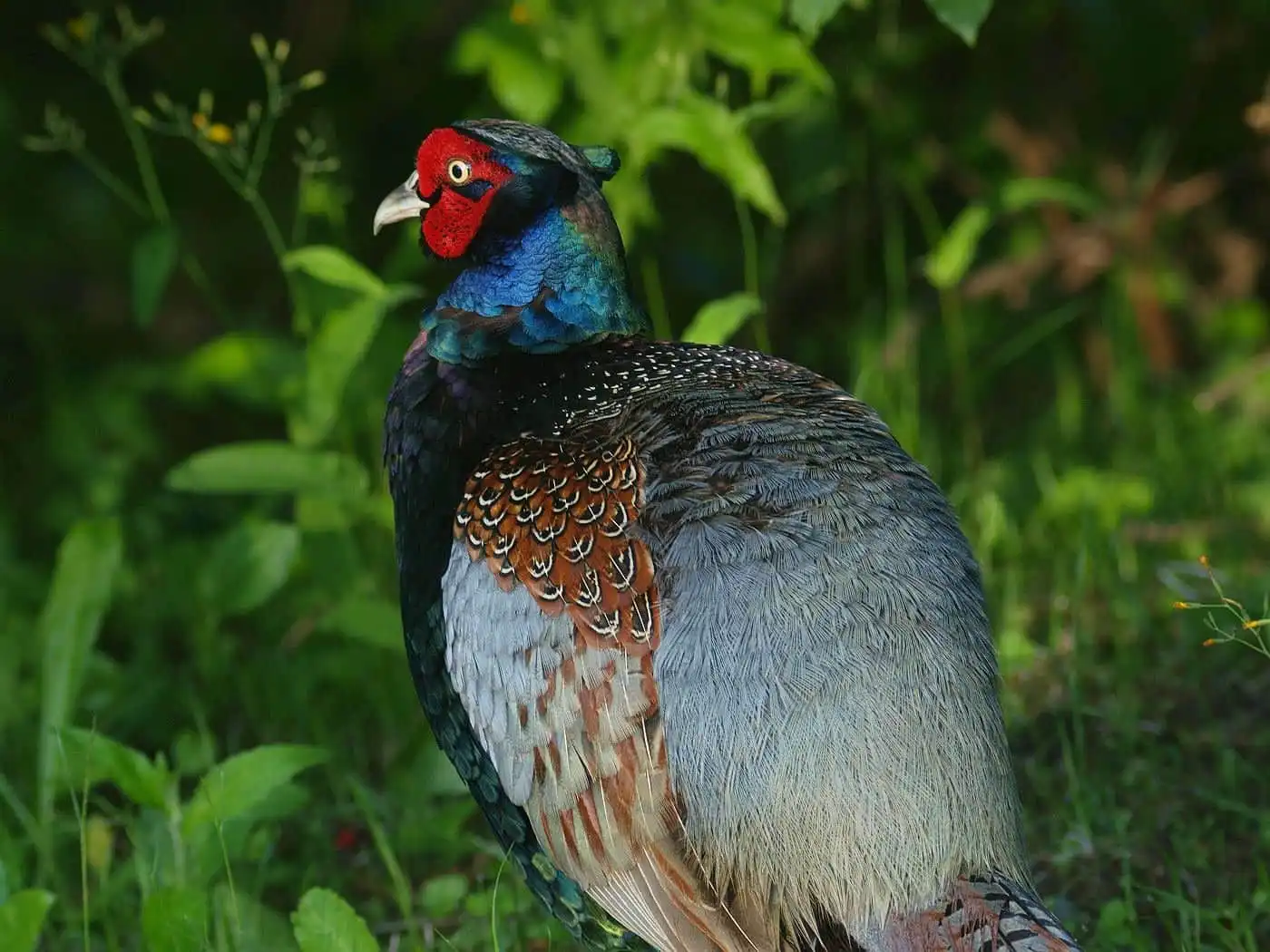 野鳥写真・キジの写真