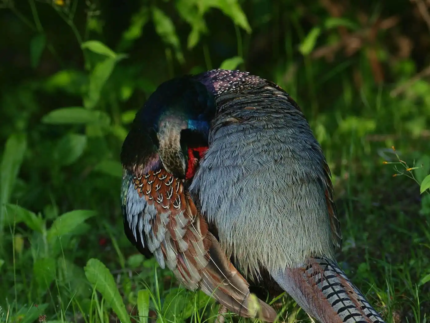 野鳥写真・キジの写真