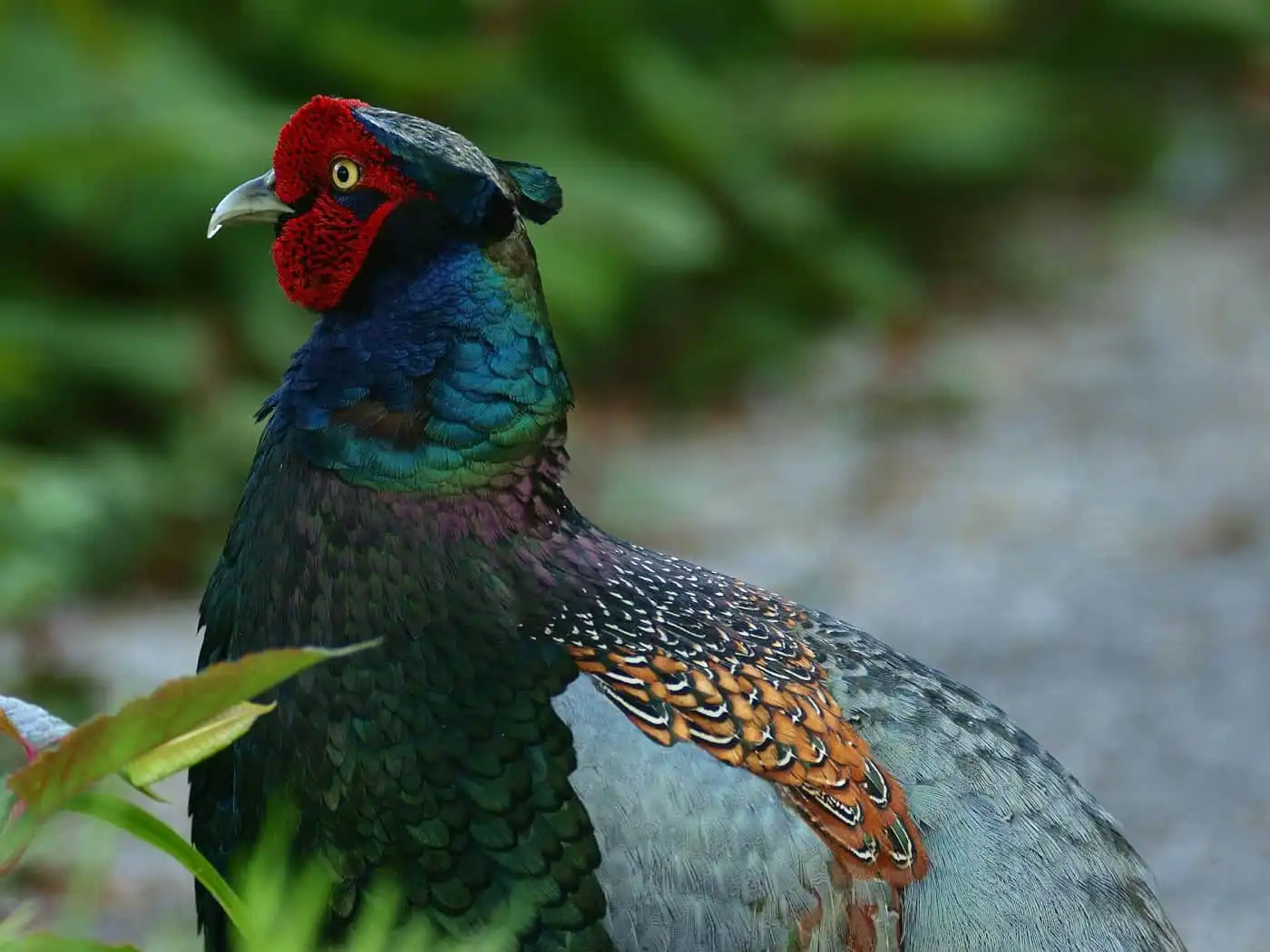 野鳥写真・キジの写真