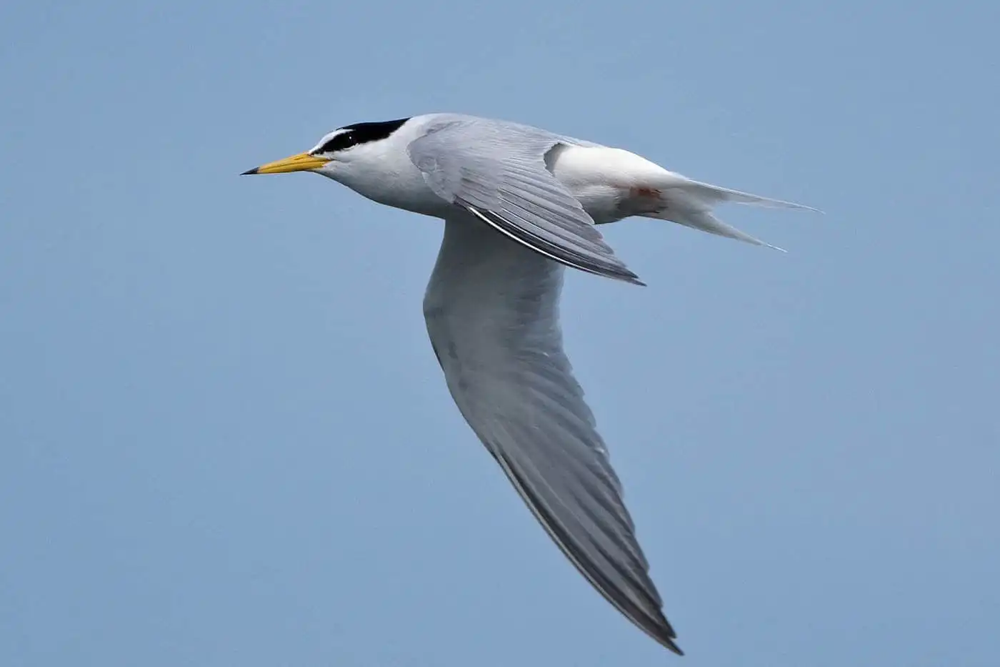 野鳥画像・コアジサシの写真