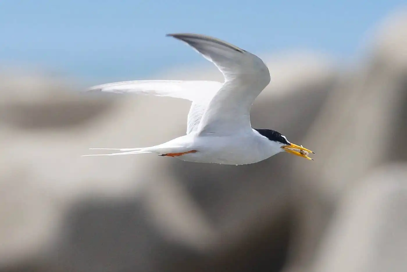野鳥画像・コアジサシの写真