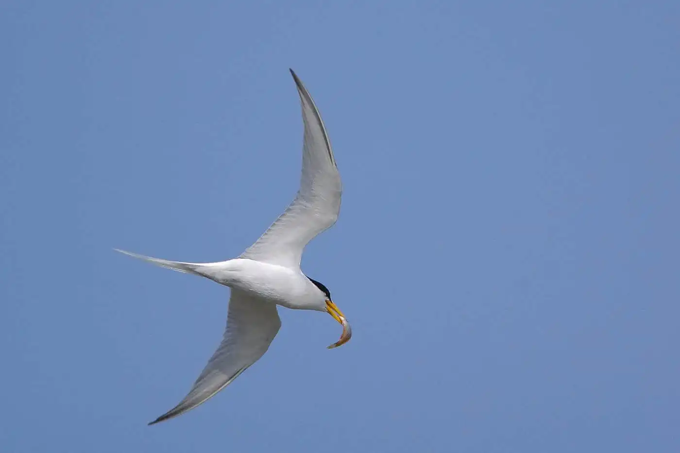 野鳥画像・コアジサシの写真