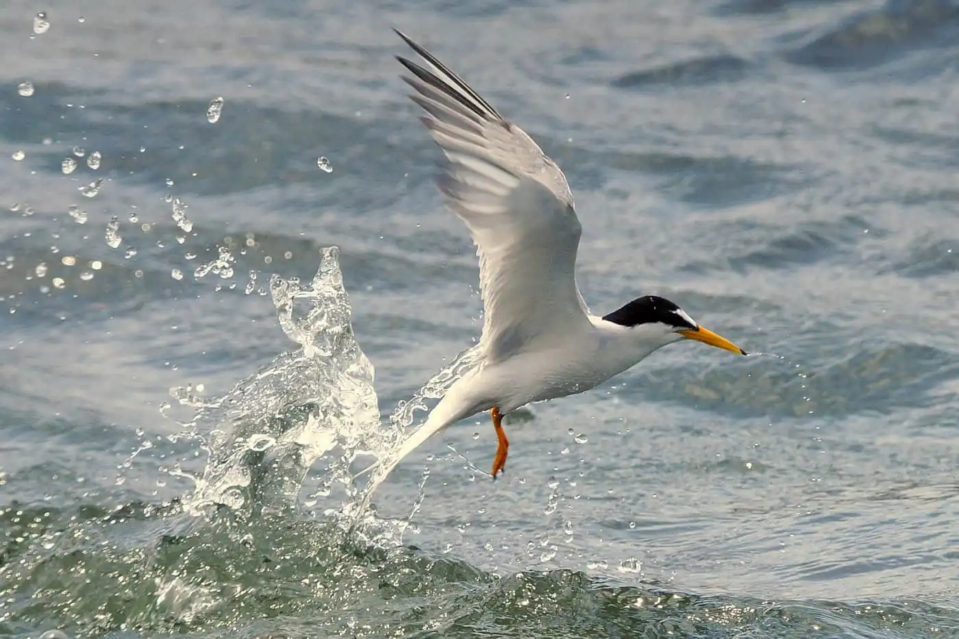 野鳥画像・コアジサシの写真
