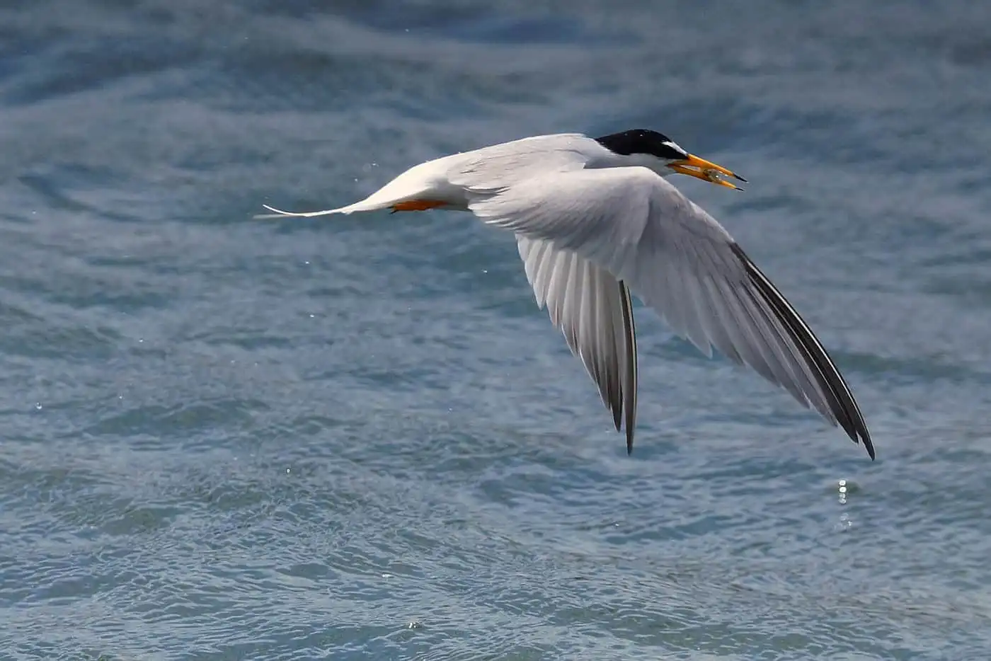 野鳥画像・コアジサシの写真