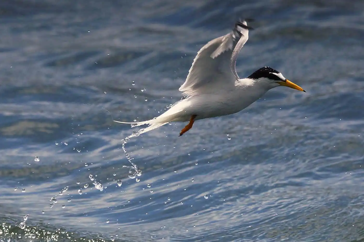 野鳥画像・コアジサシの写真
