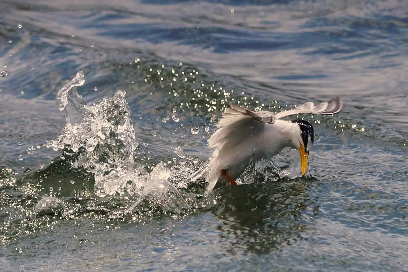野鳥画像・コアジサシの写真