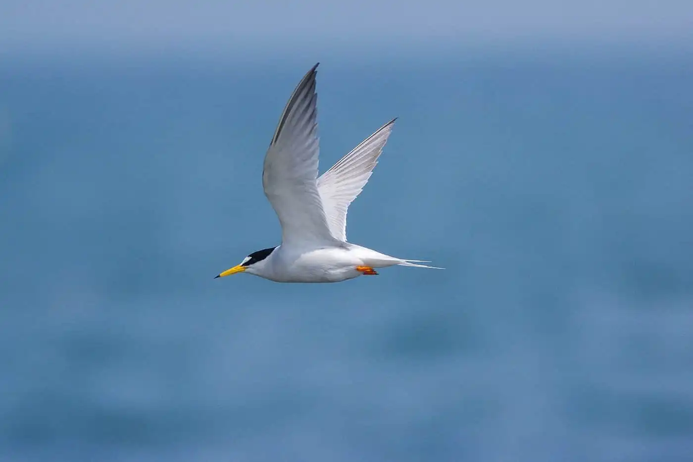 野鳥画像・コアジサシの写真