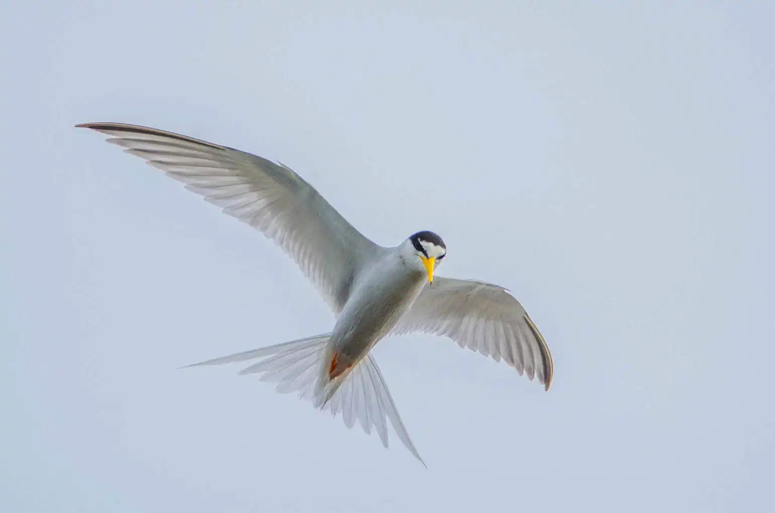 野鳥画像・コアジサシの写真
