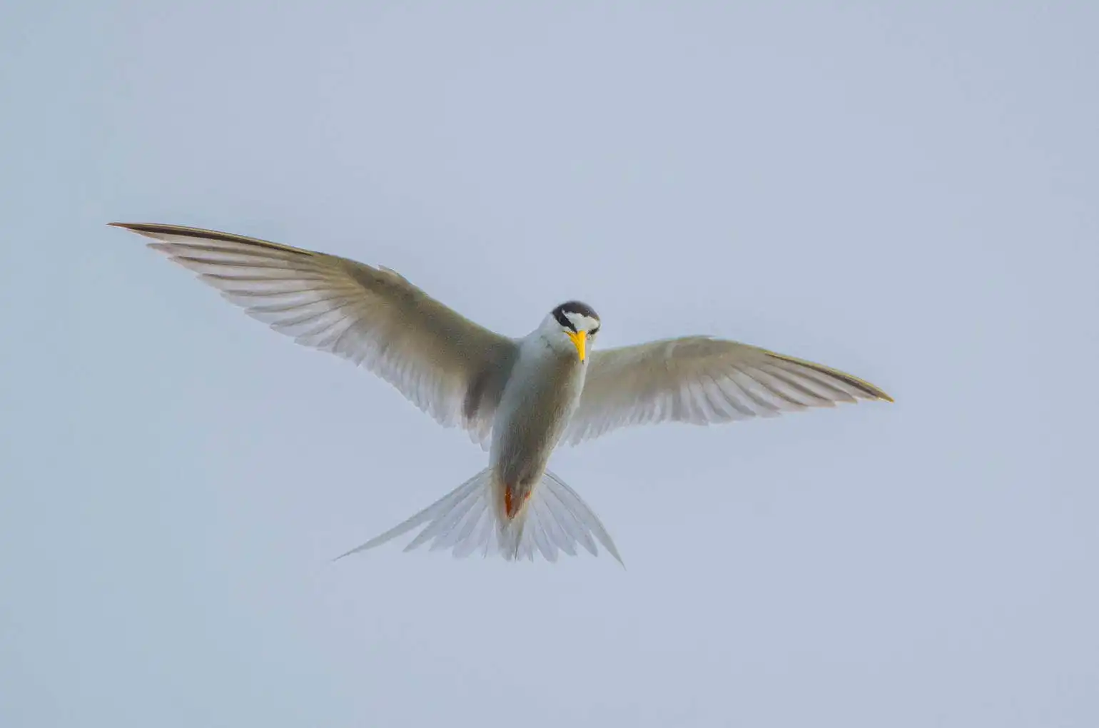 野鳥画像・コアジサシの写真