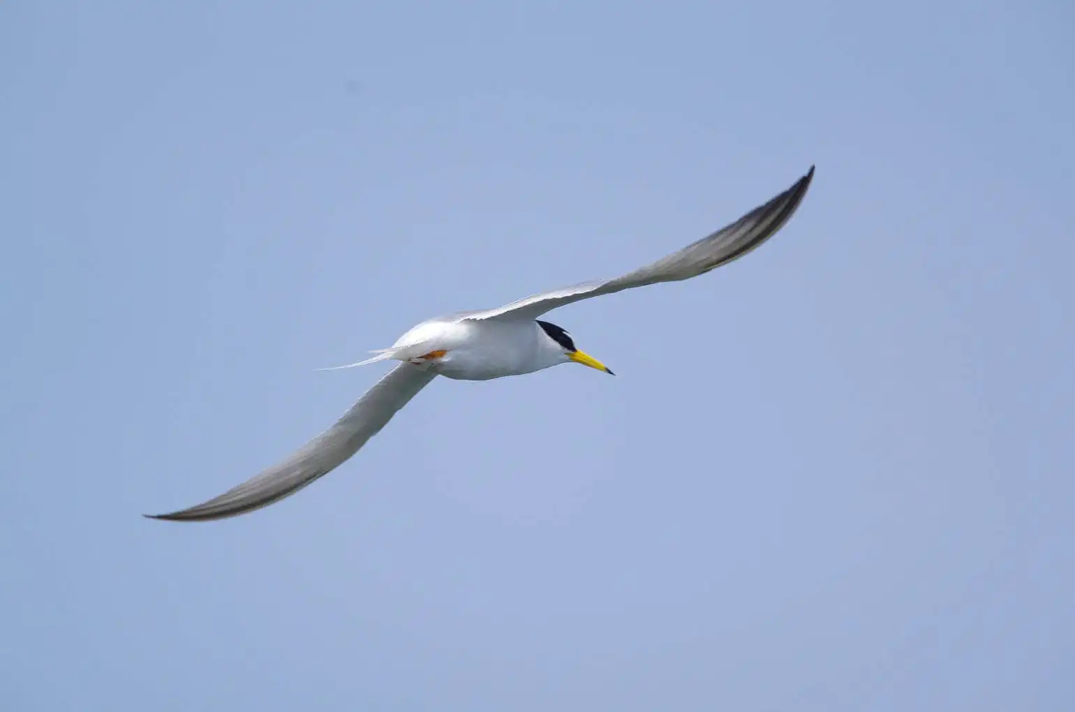 野鳥画像・コアジサシの写真