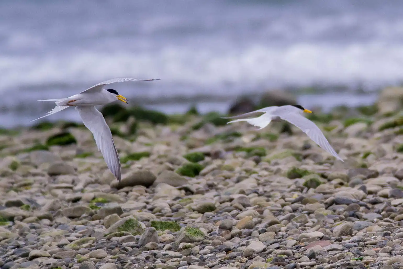 野鳥画像・コアジサシの写真