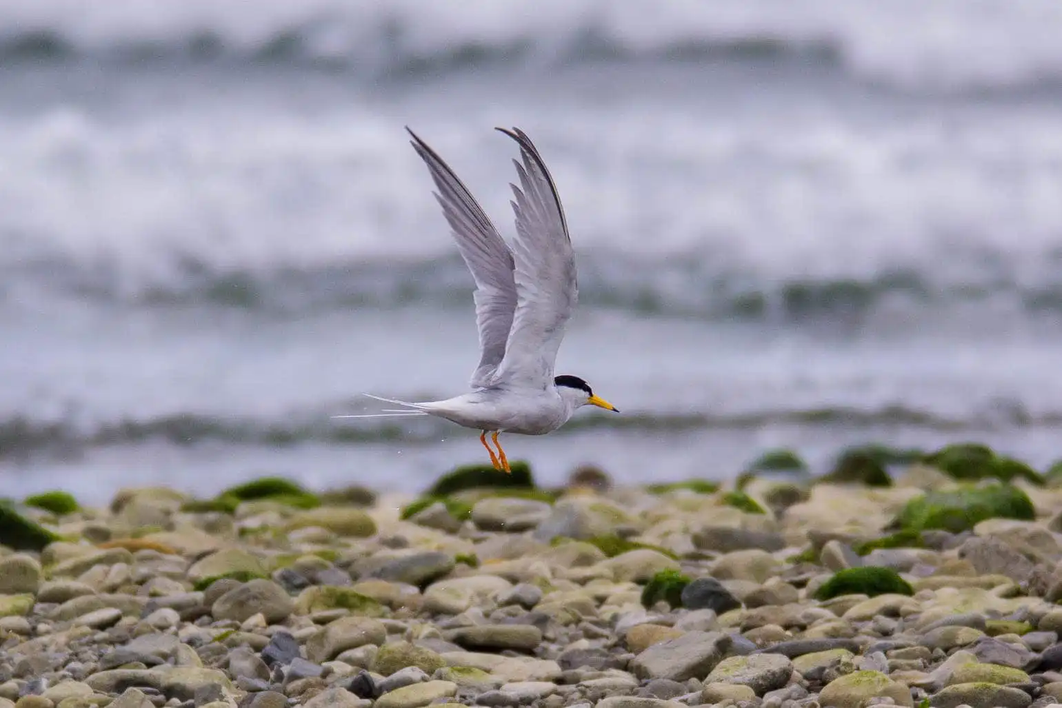 野鳥画像・コアジサシの写真