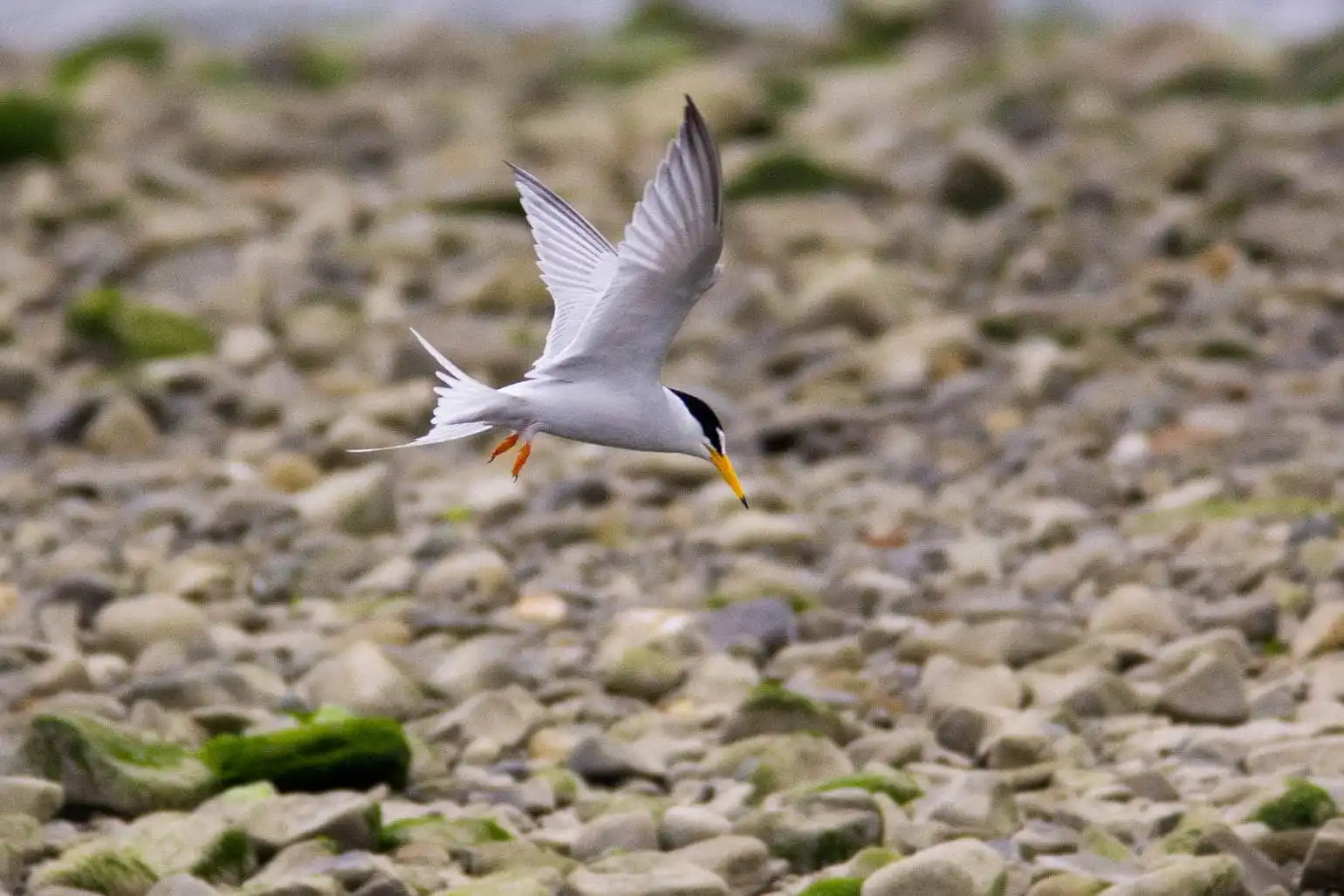 野鳥画像・コアジサシの写真