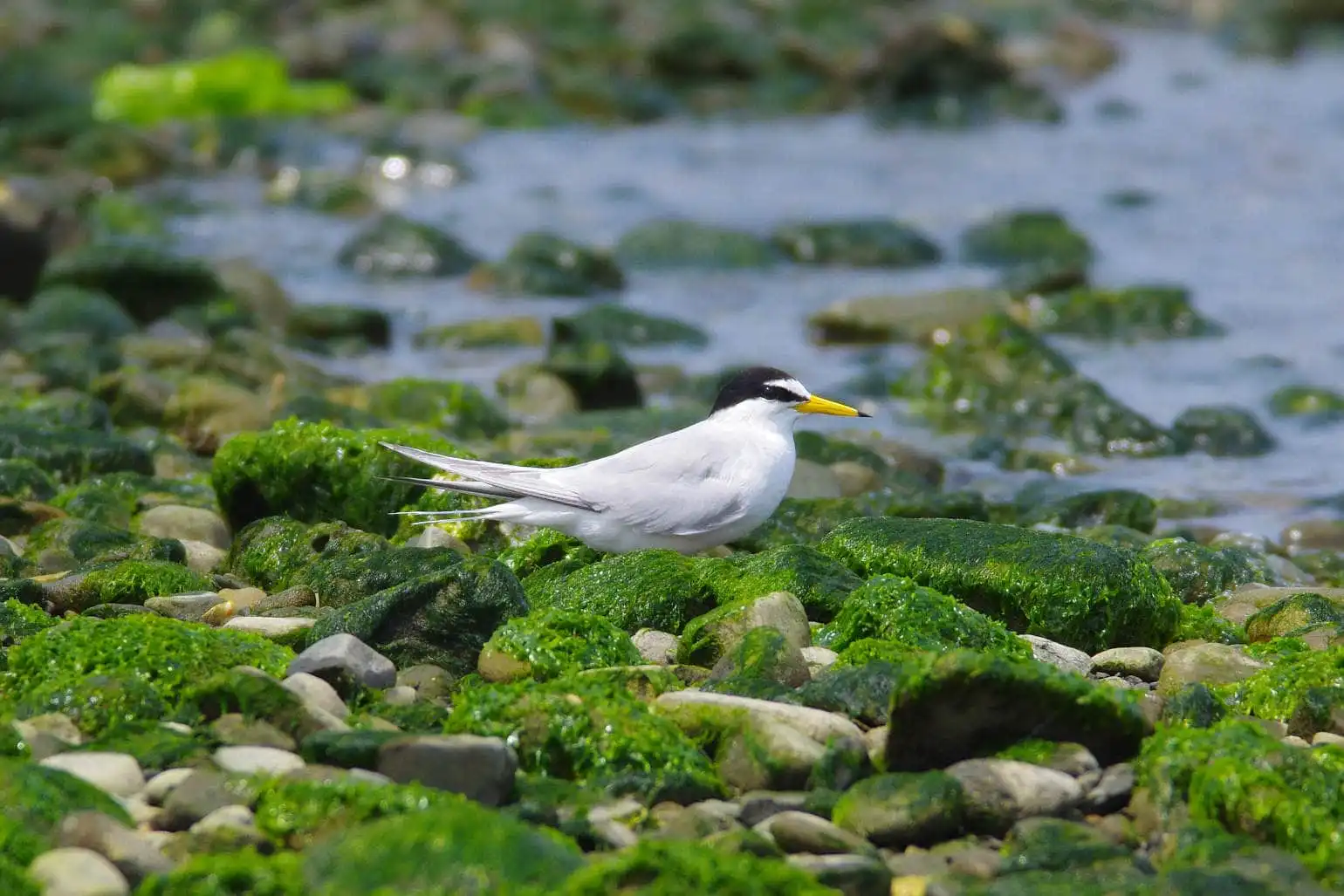 野鳥画像・コアジサシの写真