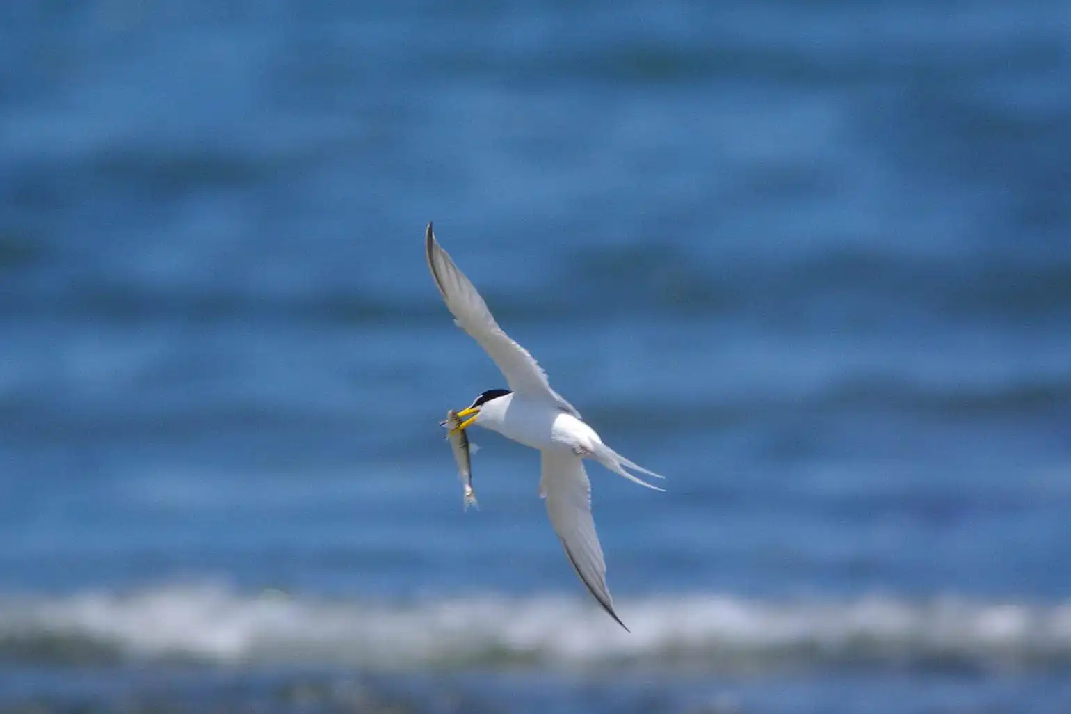 野鳥画像・コアジサシの写真