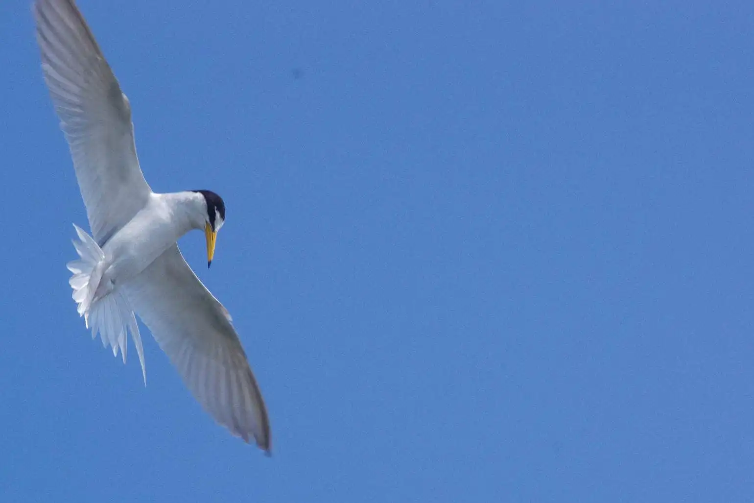野鳥画像・コアジサシの写真