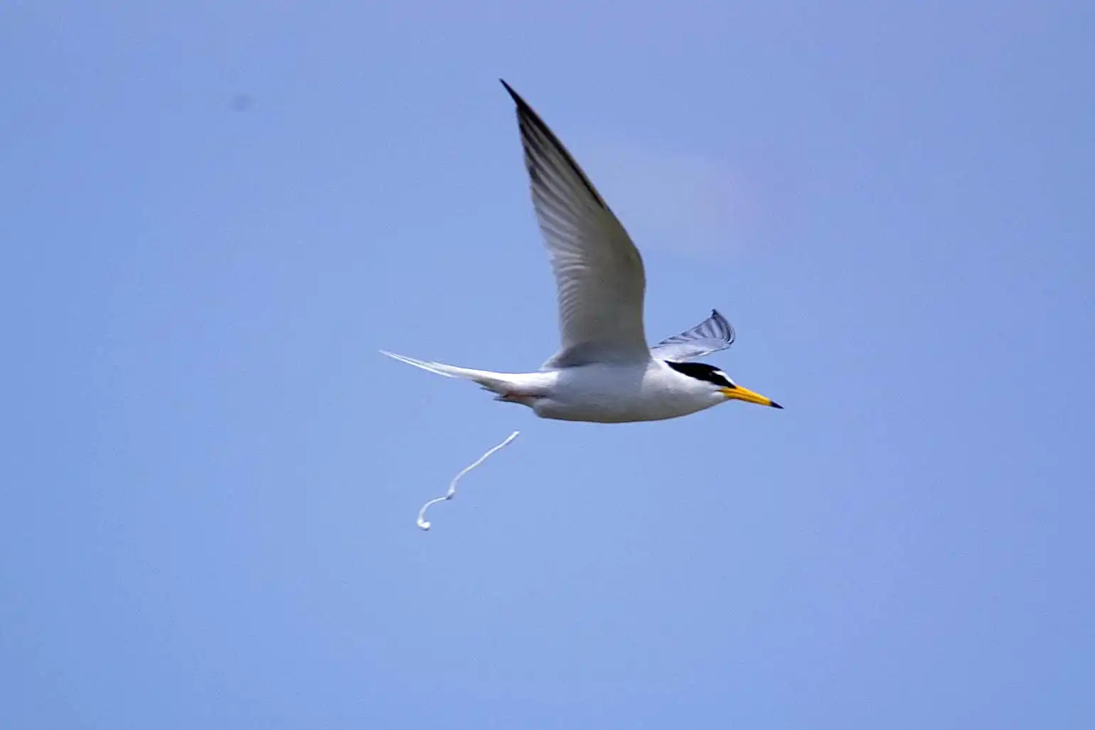 野鳥画像・コアジサシの写真