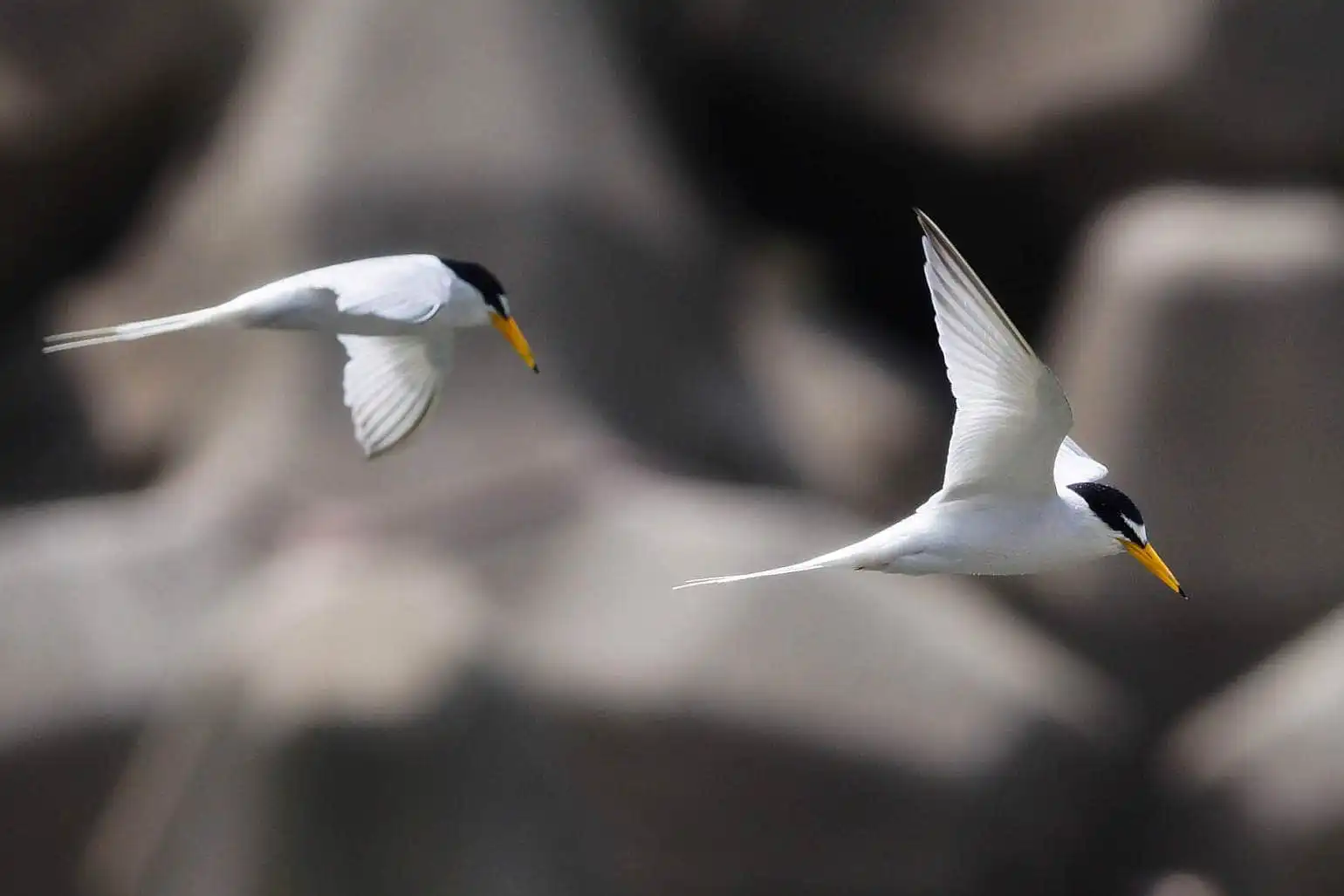野鳥・コアジサシの写真画像