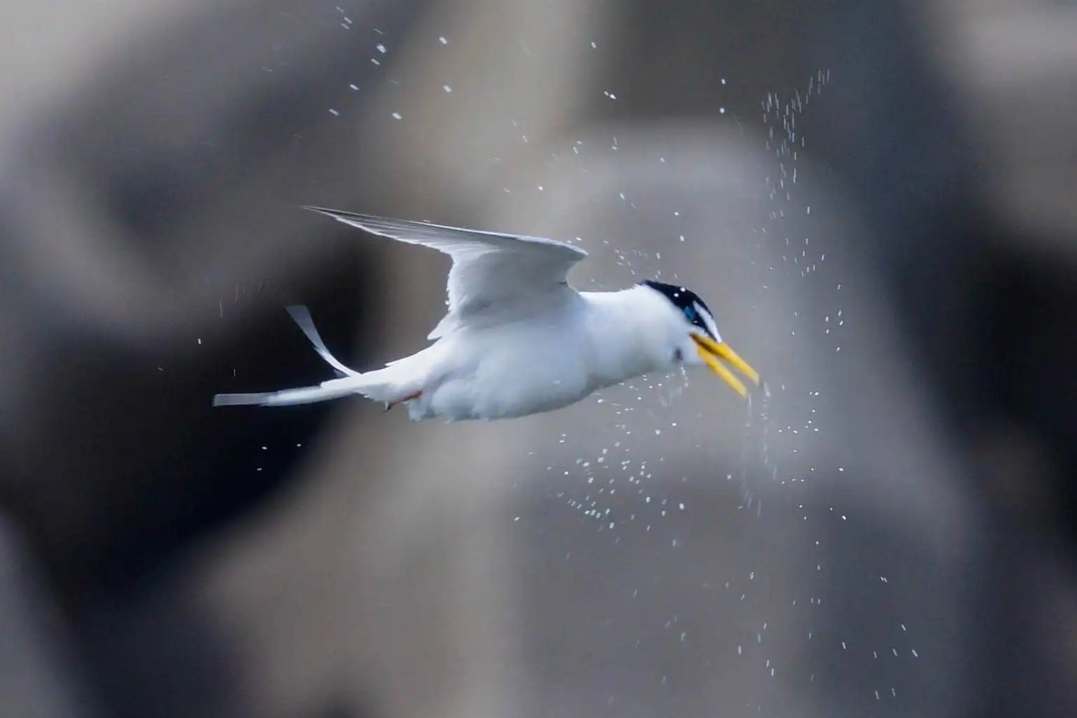 野鳥・コアジサシの写真画像