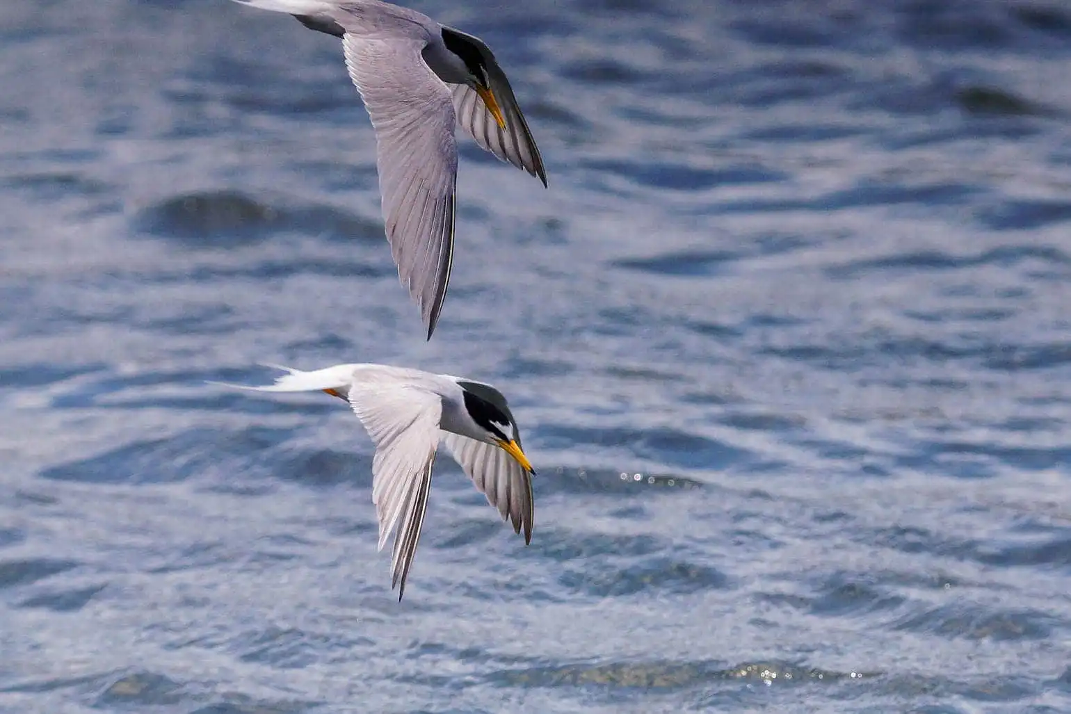 野鳥・コアジサシの写真画像