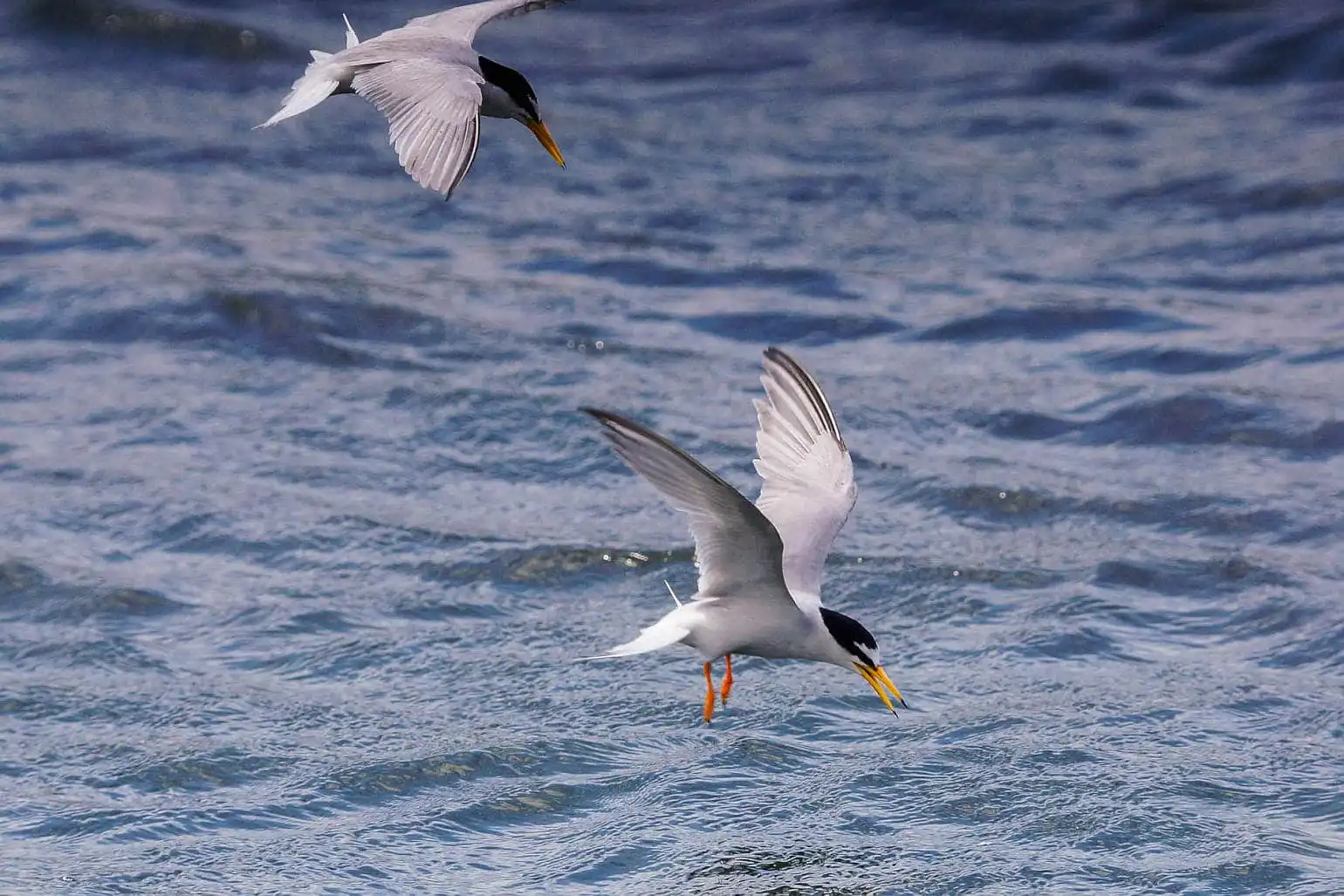野鳥・コアジサシの写真画像