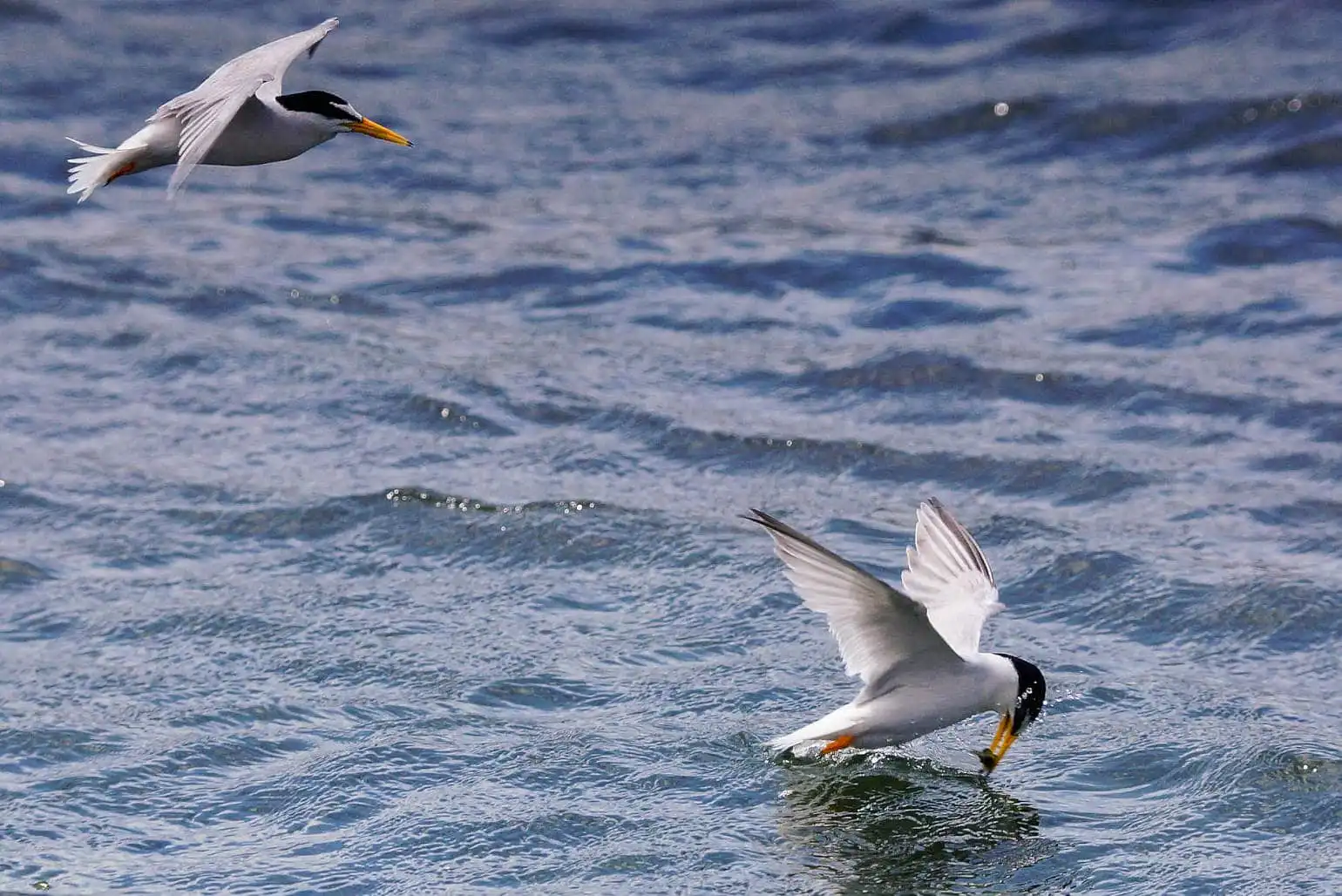 野鳥・コアジサシの写真画像