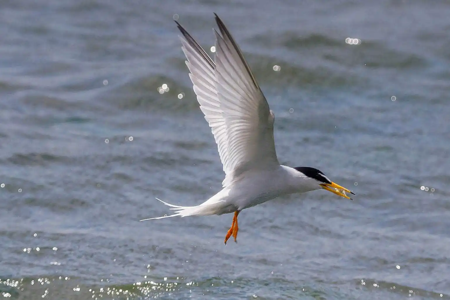 野鳥・コアジサシの写真画像