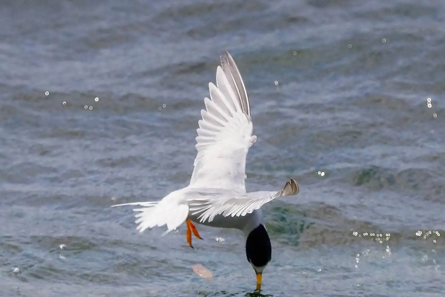野鳥・コアジサシの写真画像